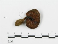 登錄號:F0016176藏品圖，第3張