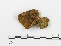 登錄號:F0016177藏品圖，第1張