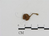 登錄號:F0016178藏品圖，第3張