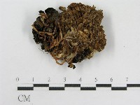 登錄號:F0016179藏品圖，第1張