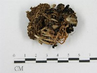 登錄號:F0016179藏品圖，第3張