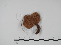 登錄號:F0016180藏品圖，第1張