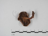 登錄號:F0016180藏品圖，第3張