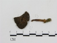 登錄號:F0016181藏品圖，第1張