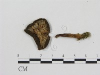 登錄號:F0016181藏品圖，第3張