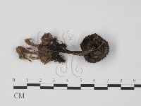 登錄號:F0016183藏品圖，第3張