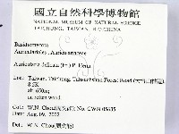 皺木耳藏品圖，第2張