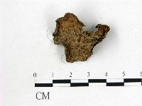 皺木耳藏品圖，第1張