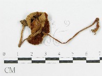 登錄號:F0016186藏品圖，第1張