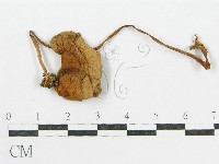 登錄號:F0016186藏品圖，第3張