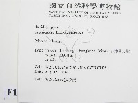 微皮傘屬藏品圖，第2張