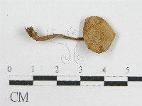 微皮傘屬藏品圖，第3張
