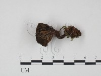 登錄號:F0016189藏品圖，第1張