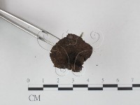 登錄號:F0016189藏品圖，第3張