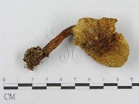 登錄號:F0016191藏品圖，第1張