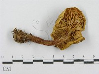 登錄號:F0016191藏品圖，第3張