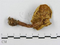 登錄號:F0016191藏品圖，第4張