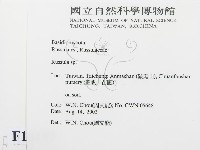 紅菇屬藏品圖，第2張