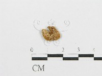 紅菇屬藏品圖，第1張