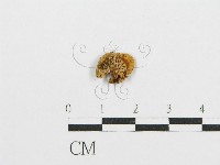 紅菇屬藏品圖，第3張