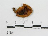 登錄號:F0016194藏品圖，第1張