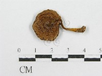 登錄號:F0016195藏品圖，第1張