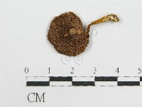 登錄號:F0016195藏品圖，第3張