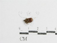 登錄號:F0016198藏品圖，第1張