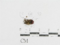 登錄號:F0016198藏品圖，第3張
