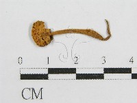 登錄號:F0016199藏品圖，第1張