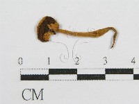 登錄號:F0016199藏品圖，第3張