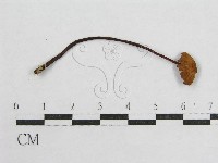 盔孢傘屬藏品圖，第3張