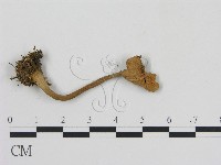 登錄號:F0016201藏品圖，第3張