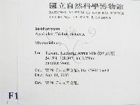 微皮傘屬藏品圖，第2張