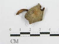 微皮傘屬藏品圖，第3張