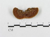 登錄號:F0016204藏品圖，第1張