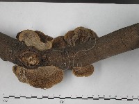登錄號:F0016205藏品圖，第5張