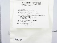 金邊纖孔菌藏品圖，第3張