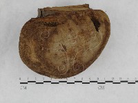 金邊纖孔菌藏品圖，第4張