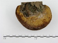 金邊纖孔菌藏品圖，第5張