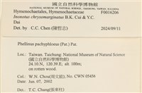 金邊纖孔菌藏品圖，第8張