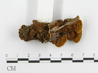 登錄號:F0016208藏品圖，第4張