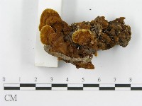 登錄號:F0016208藏品圖，第7張