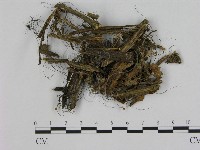 登錄號:F0016209藏品圖，第1張