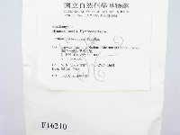 金邊纖孔菌藏品圖，第3張