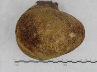 金邊纖孔菌藏品圖，第4張