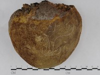 金邊纖孔菌藏品圖，第5張
