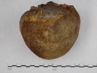 金邊纖孔菌藏品圖，第6張