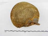 金邊纖孔菌藏品圖，第7張