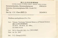 金邊纖孔菌藏品圖，第8張